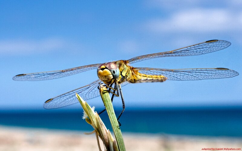 Dragonfly on a blade of grass