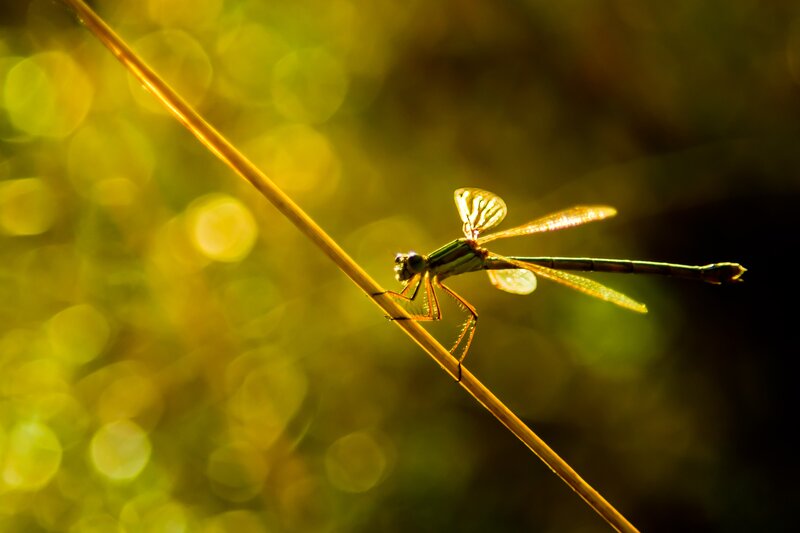 Dragonfly on a Blade of Grass — Green