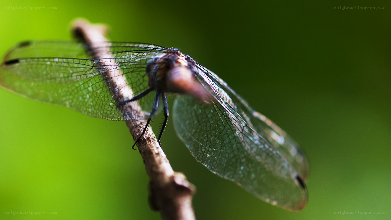 Dragonfly on a branch