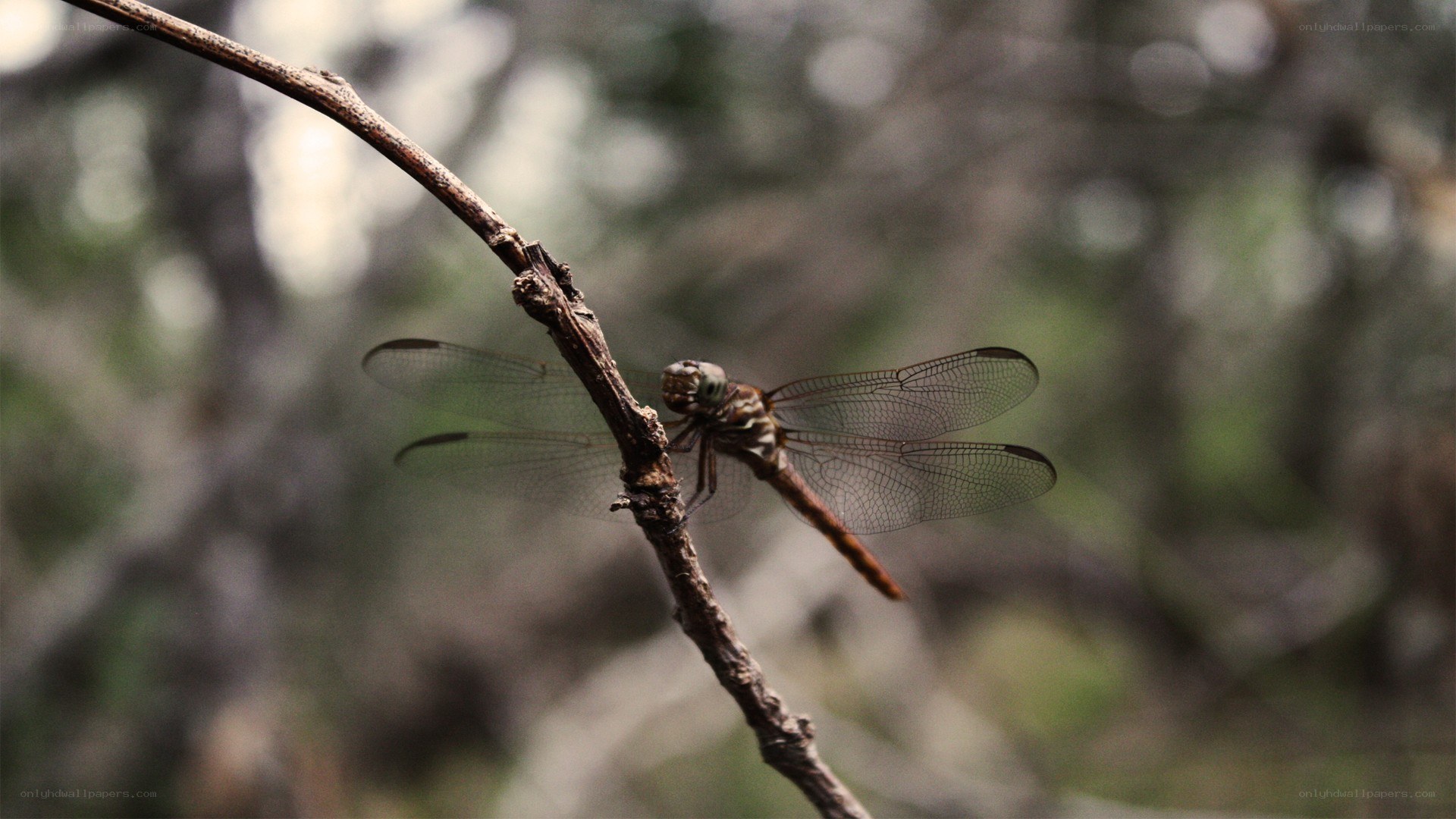dragonfly on a branch