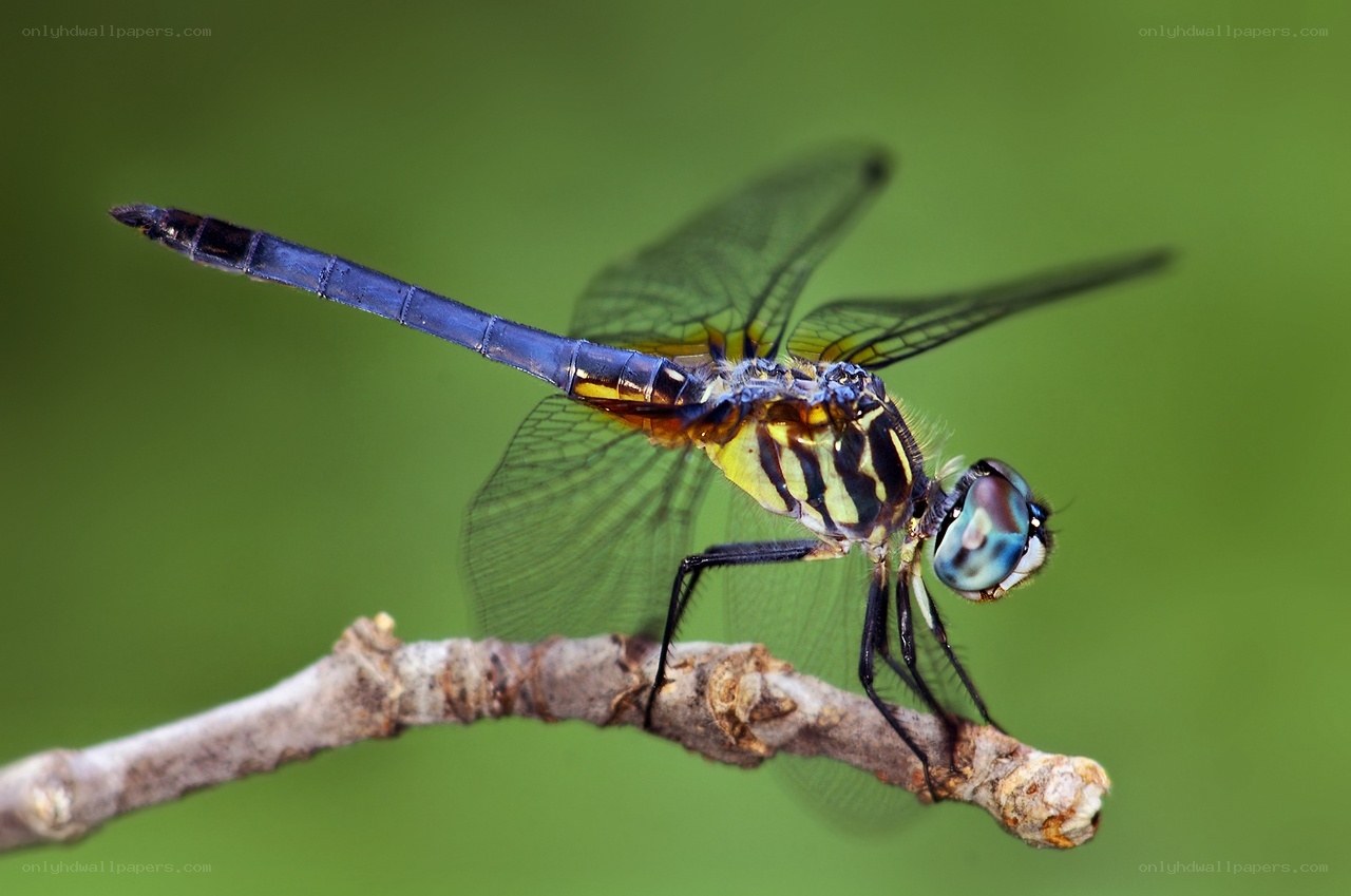 dragonfly on a branch