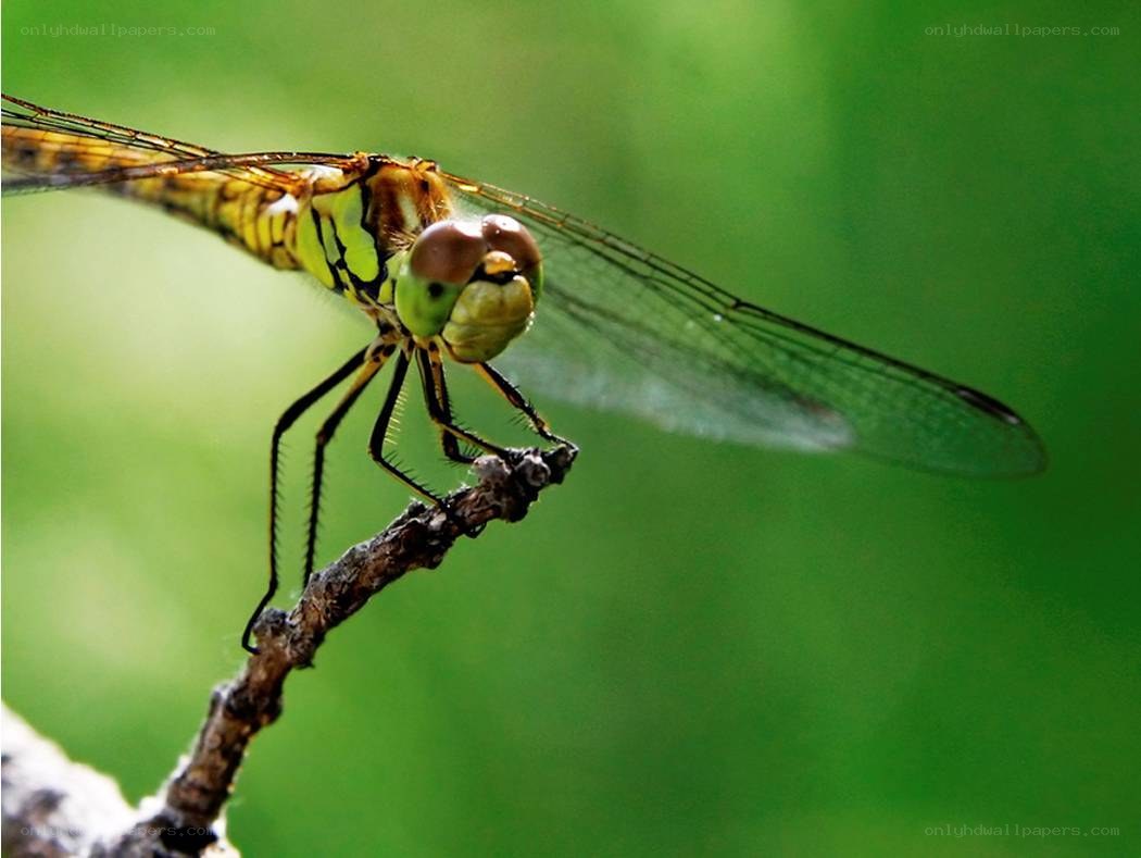 dragonfly on a branch