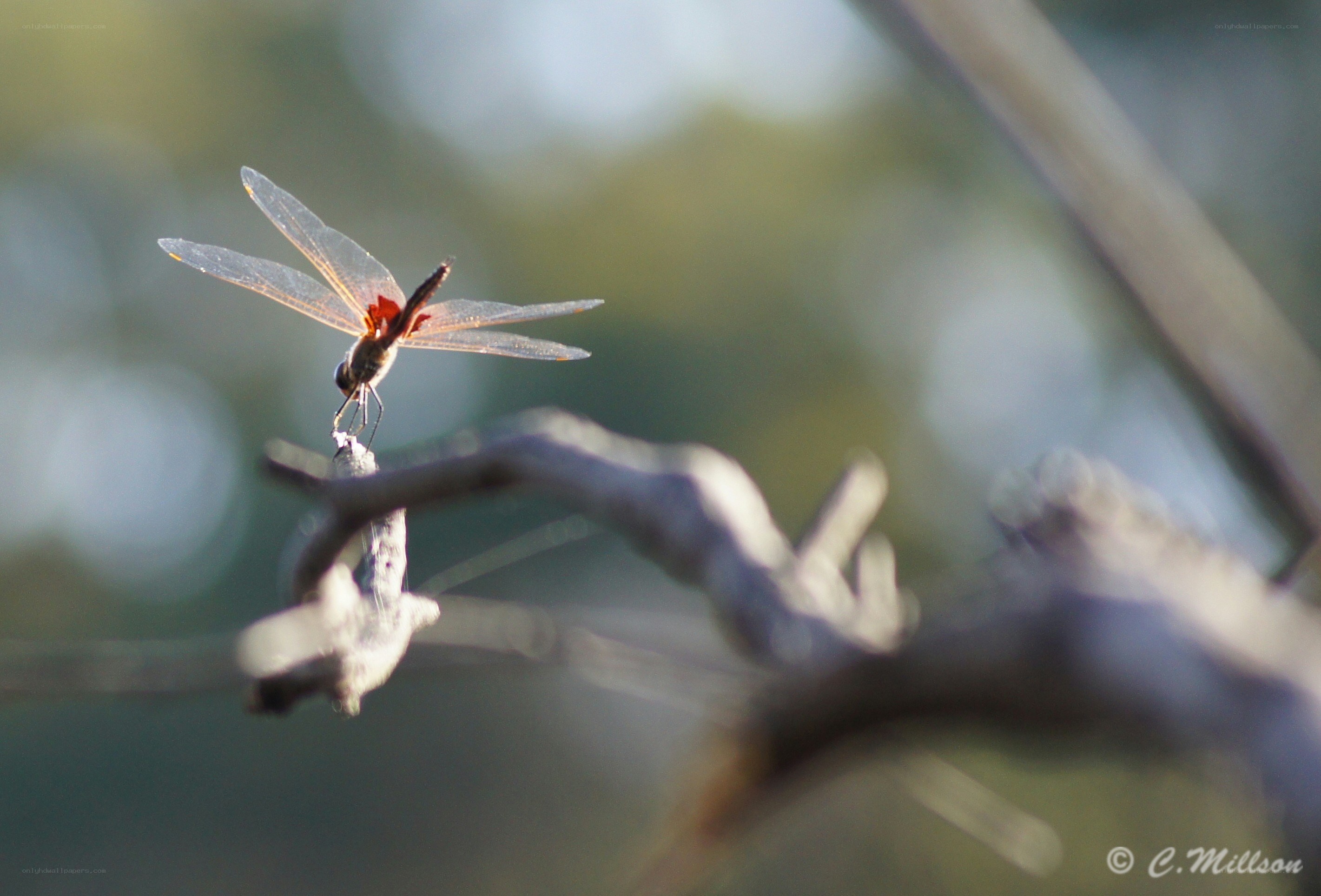 Dragonfly on a branch