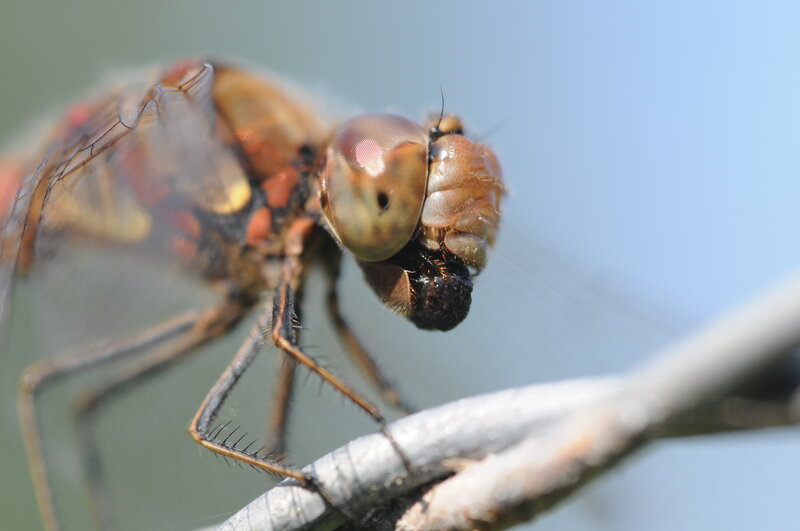 dragonfly on a branch