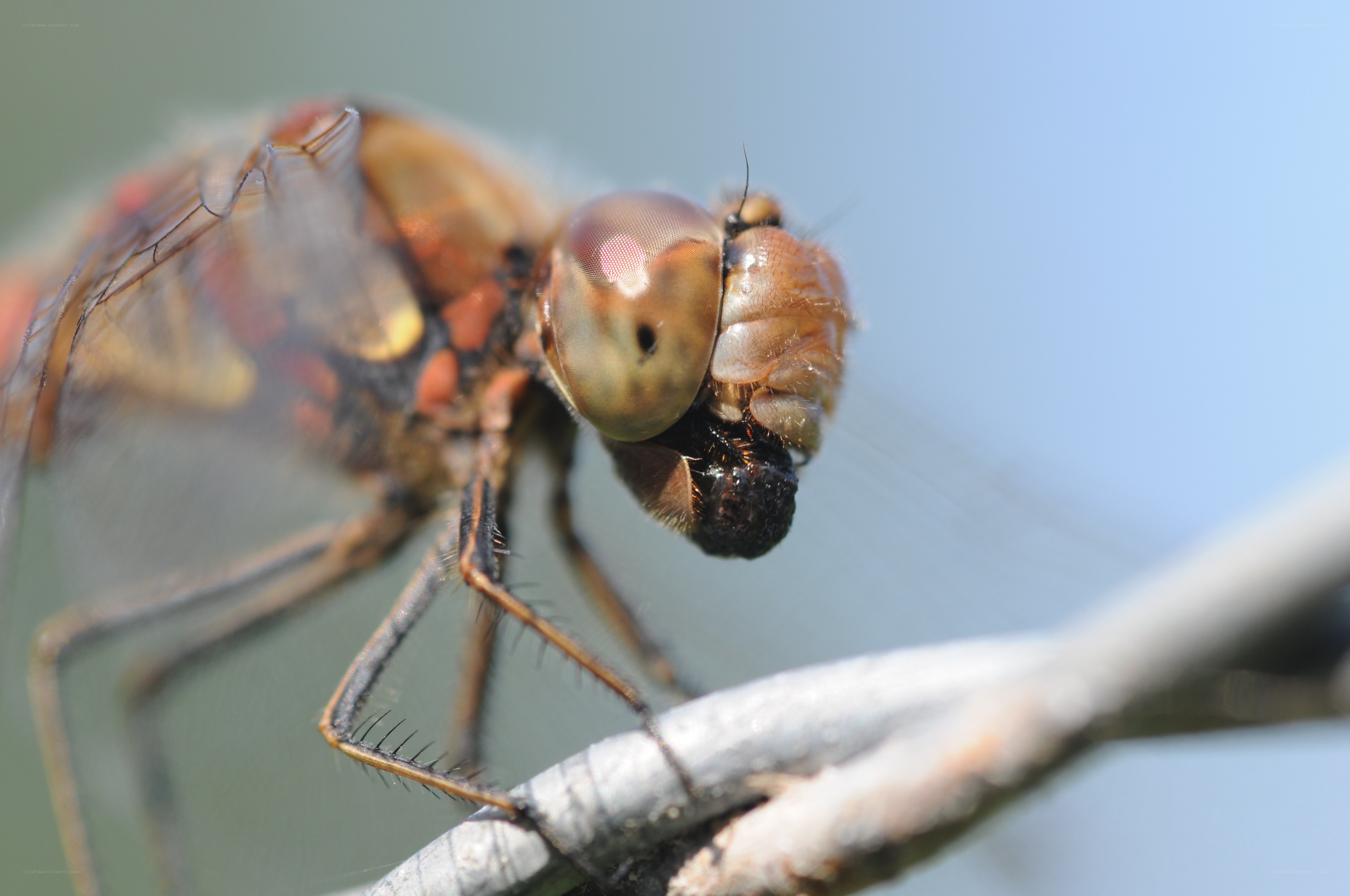 dragonfly on a branch