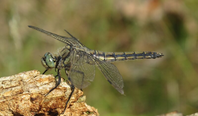 dragonfly on a branch