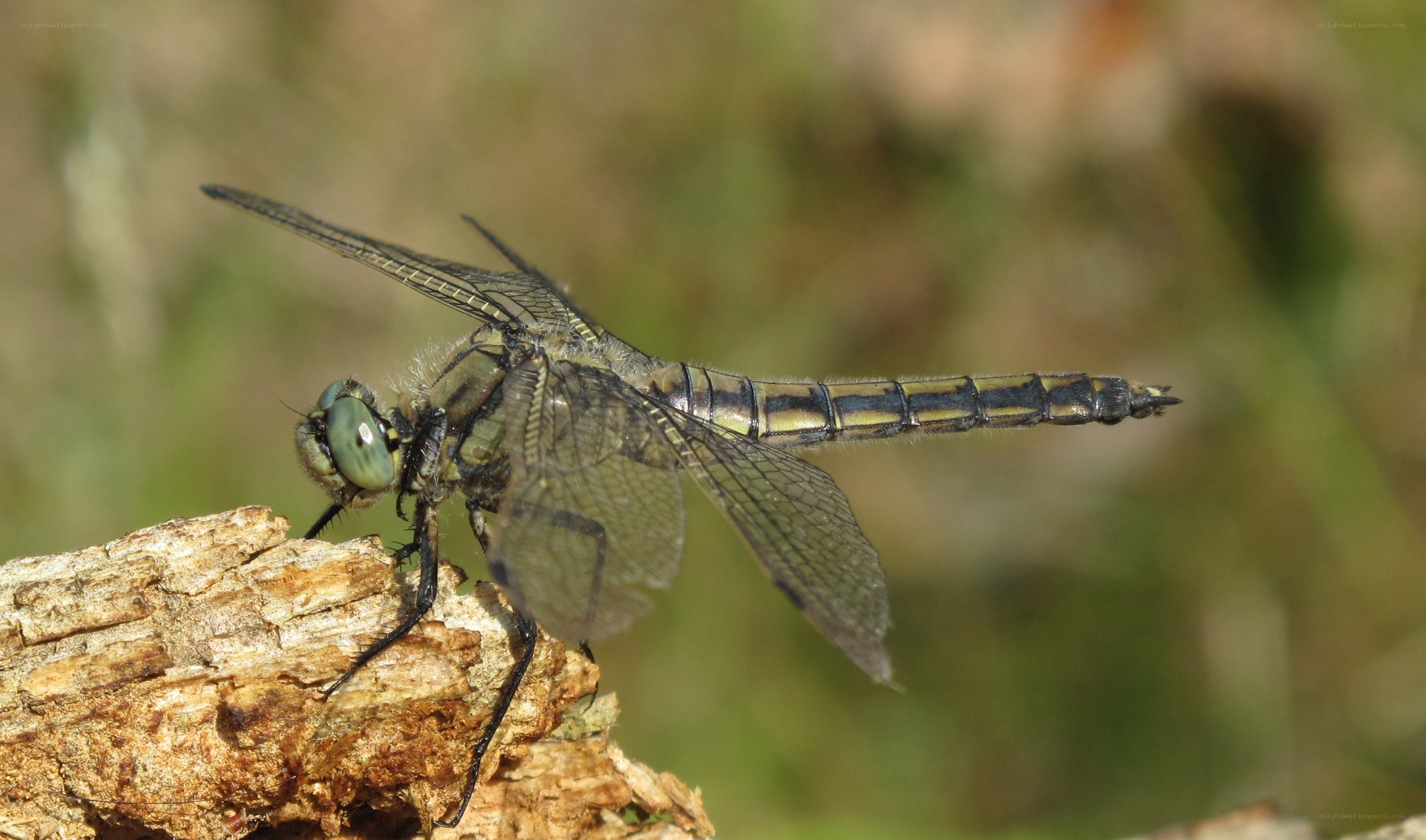 dragonfly on a branch