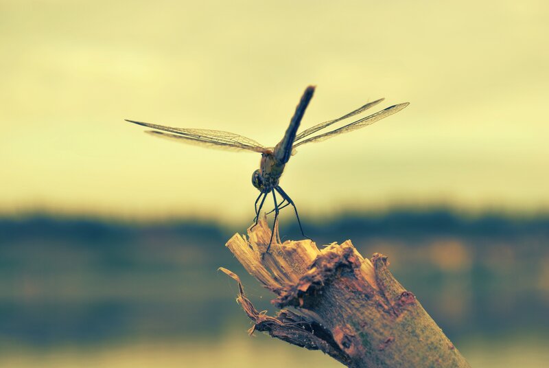 Dragonfly on a branch