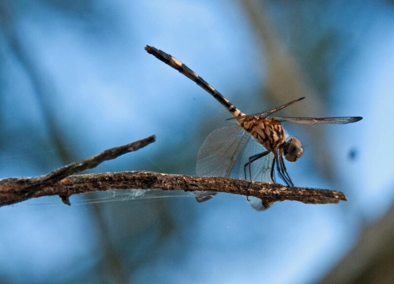 Dragonfly on a Branch — Blue