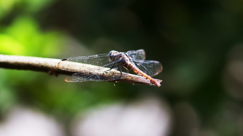 Dragonfly on a Branch — Brown, Calm, Afternoon