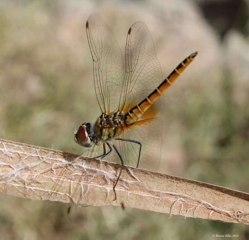 Dragonfly on a Branch — Brown, Calm