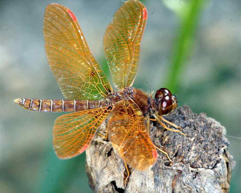 Dragonfly on a Branch — Brown, Natural