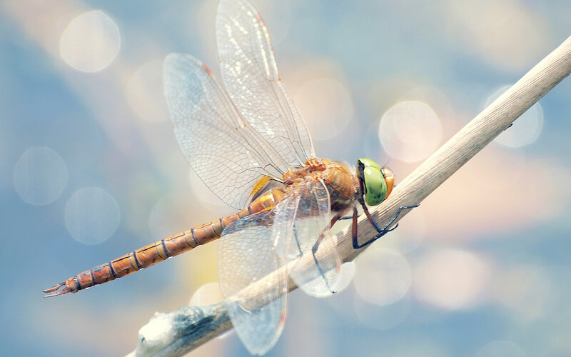 Dragonfly on a Branch — Brown