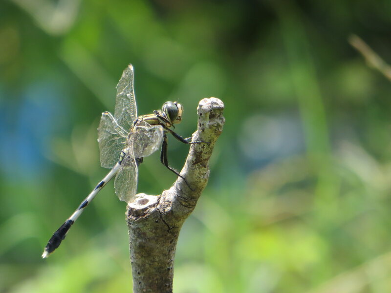 Dragonfly on a Branch — Green, Calm