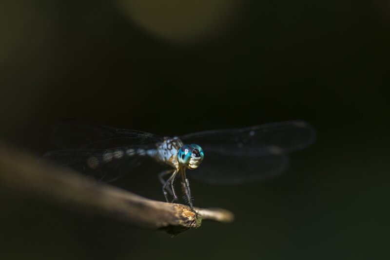 Dragonfly on a Branch — Green, Dramatic