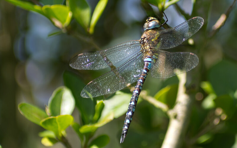 Dragonfly on a Branch — Green, Natural, Afternoon