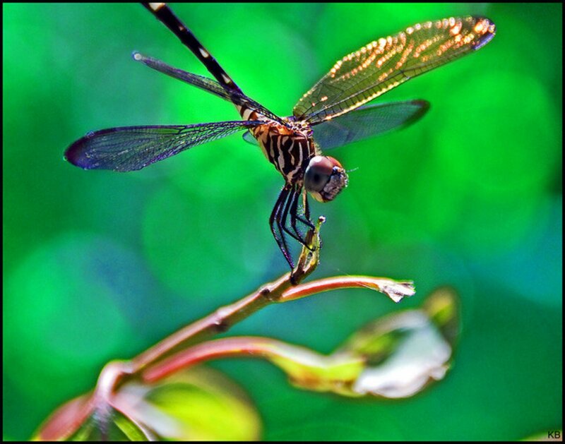 Dragonfly on a Branch — Green, Natural