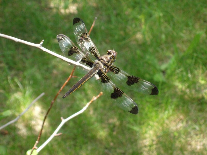 Dragonfly on a Branch — Green