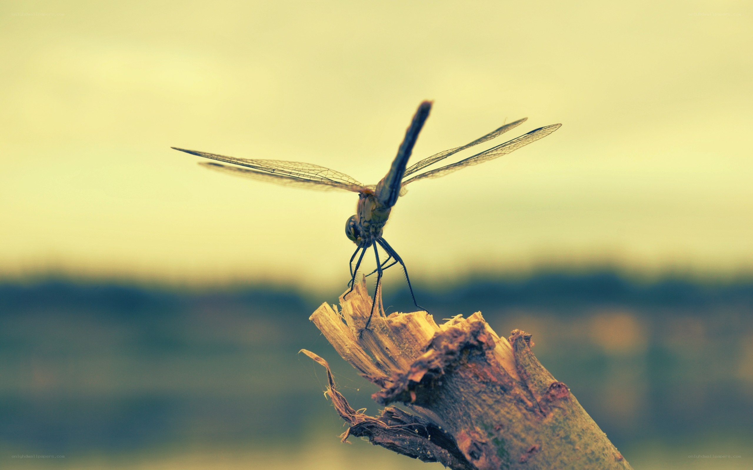 Dragonfly on a branch
