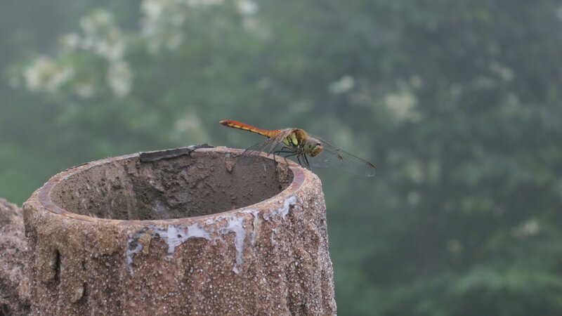 dragonfly on a concrete post