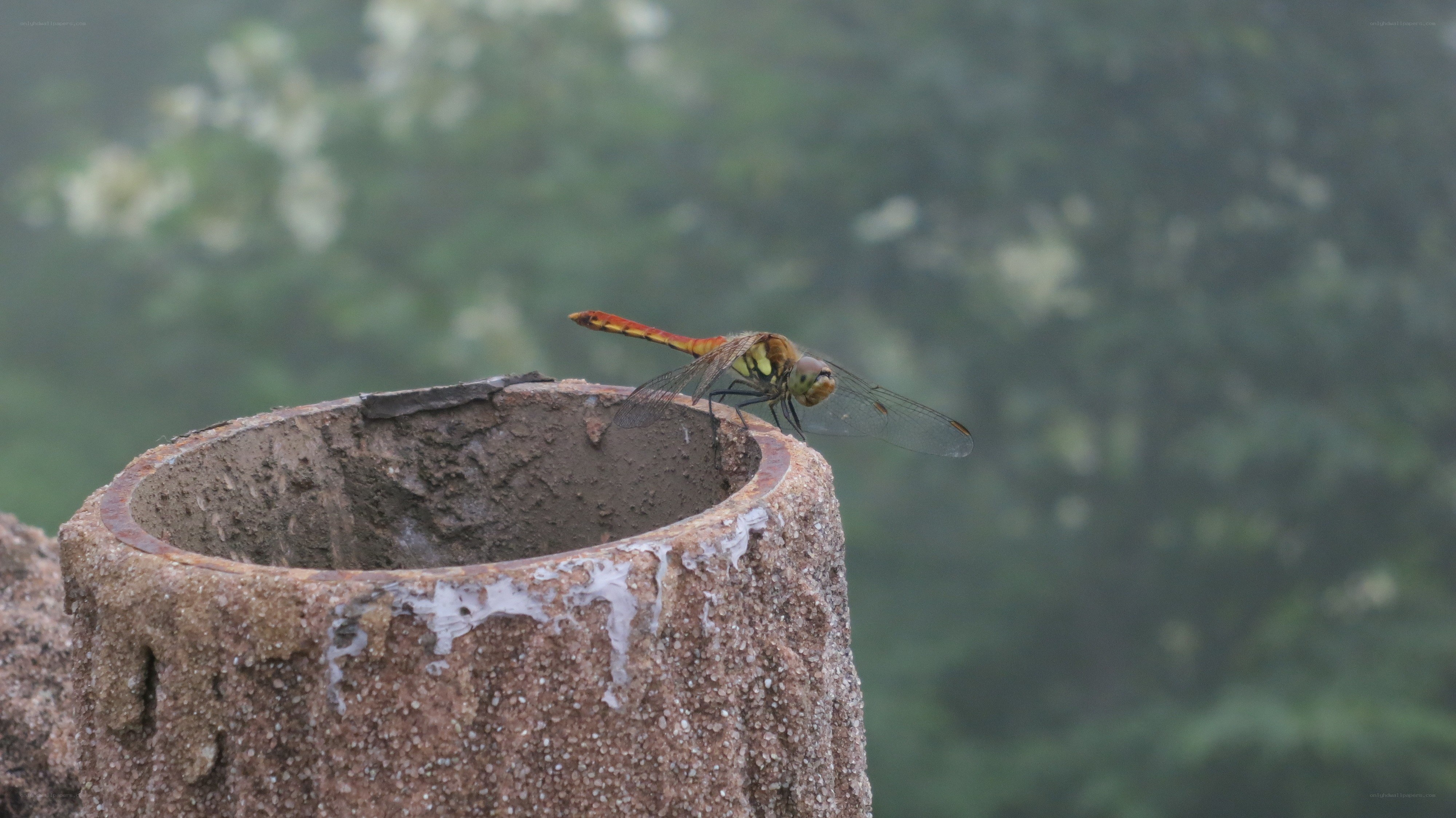 dragonfly on a concrete post
