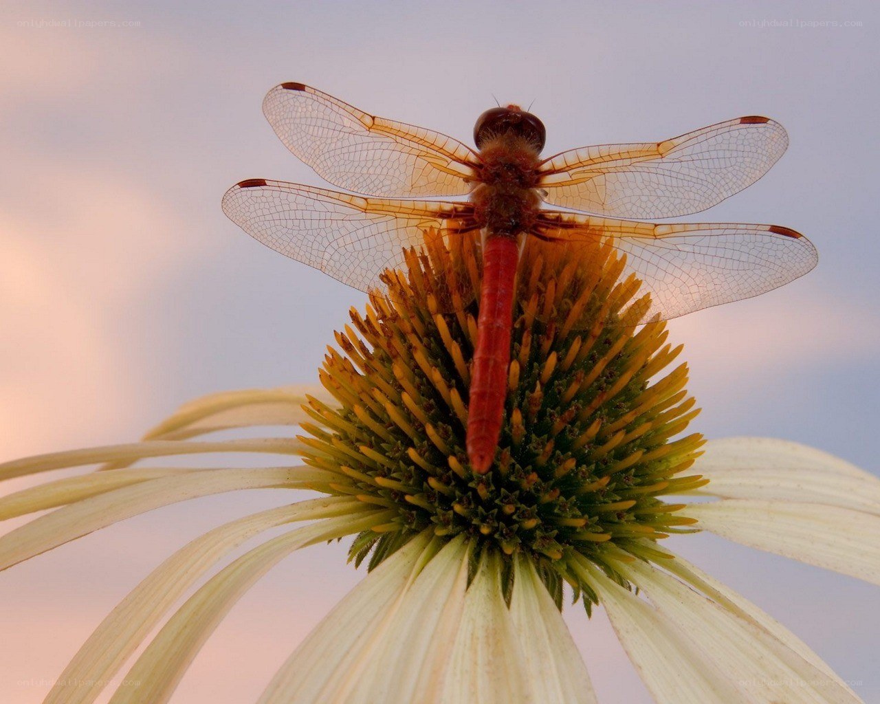 Dragonfly on a coneflower