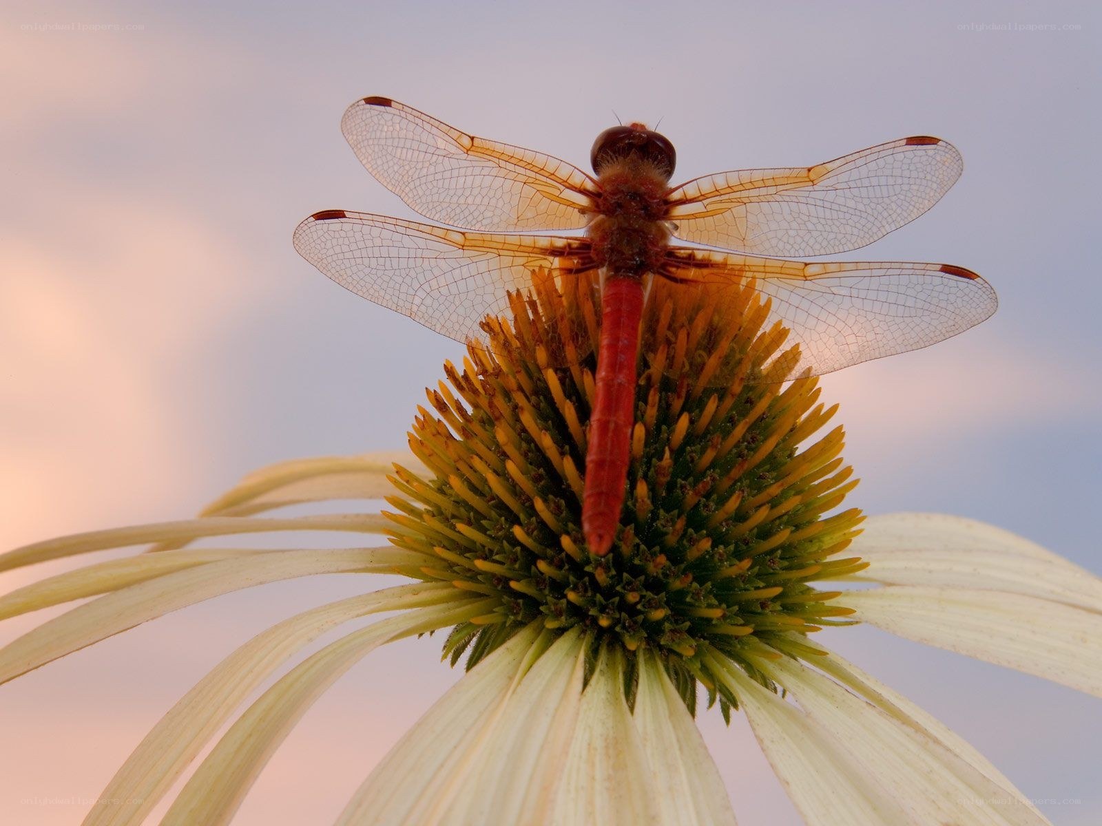 Dragonfly on a coneflower