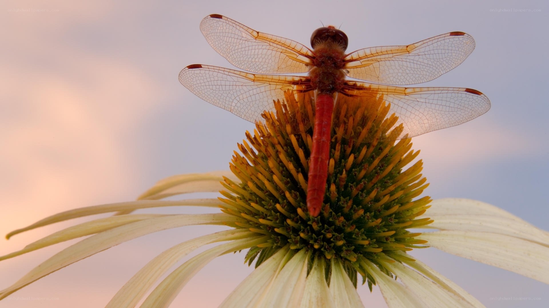 Dragonfly on a coneflower