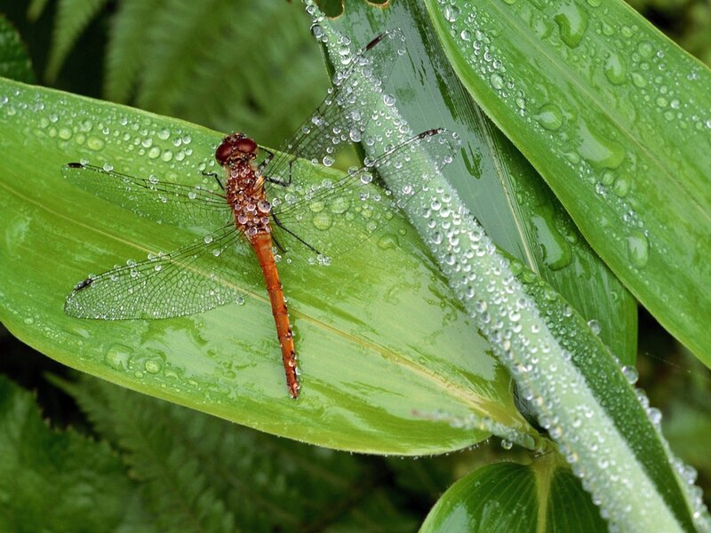 Dragonfly on a dew-covered leaf