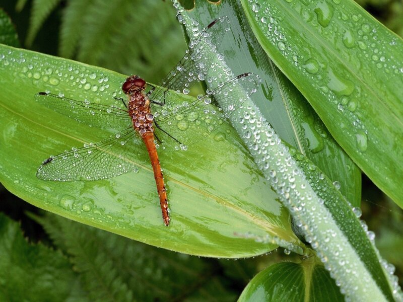 Dragonfly on a dew-covered leaf