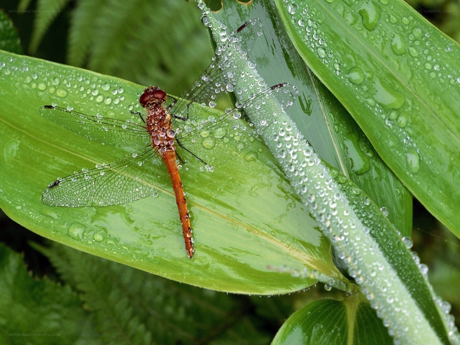 Dragonfly on a dew-covered leaf