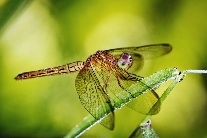 Dragonfly on a dewy leaf