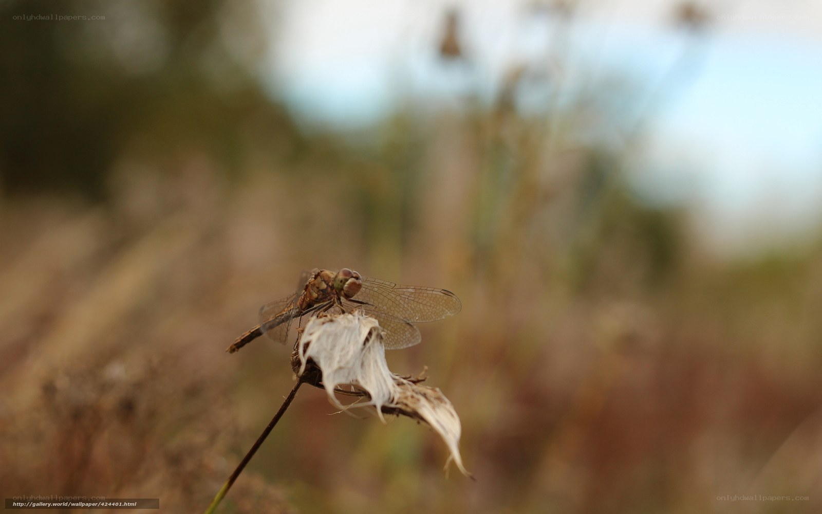 Dragonfly on a dried flower