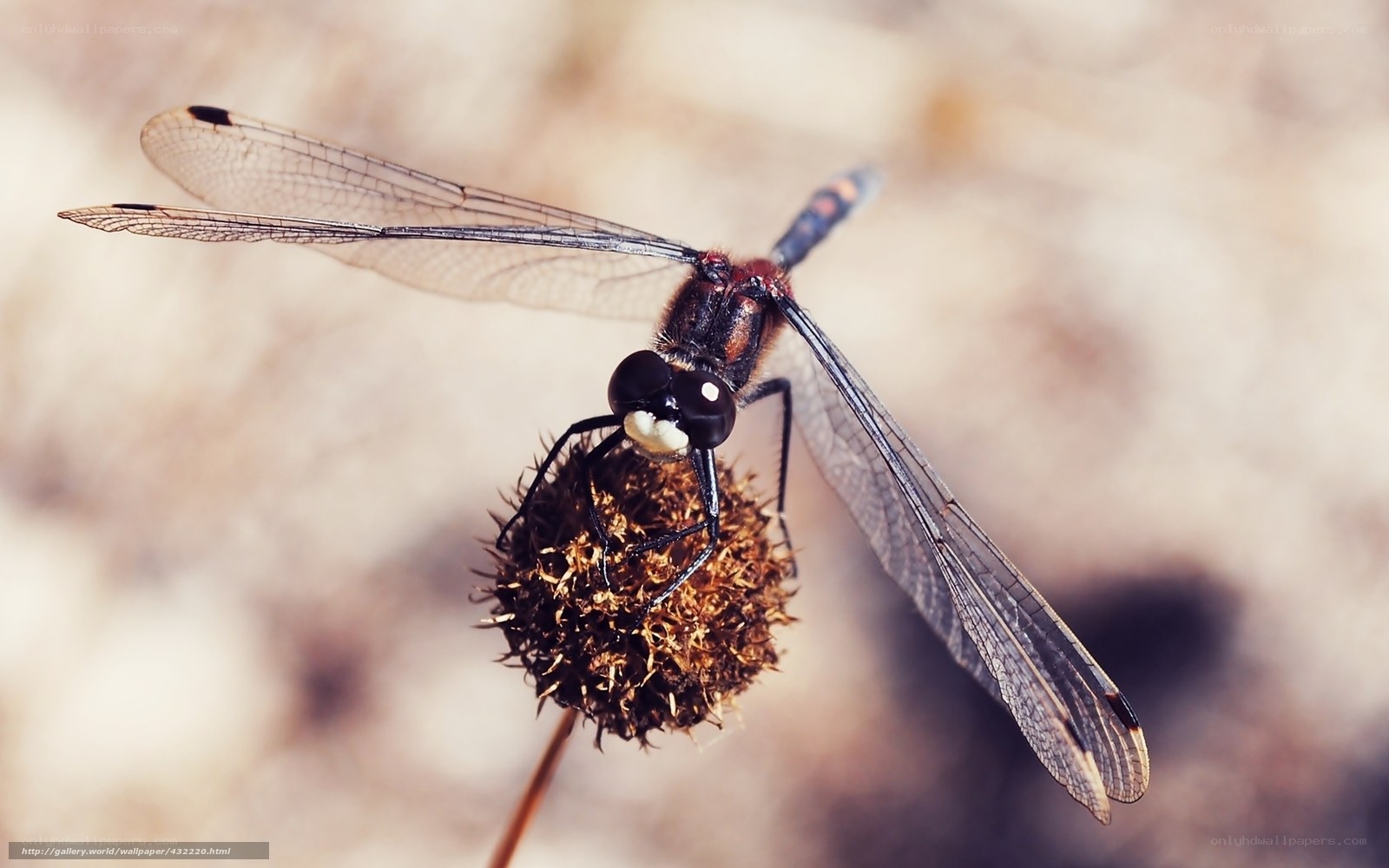Dragonfly on a dried flower