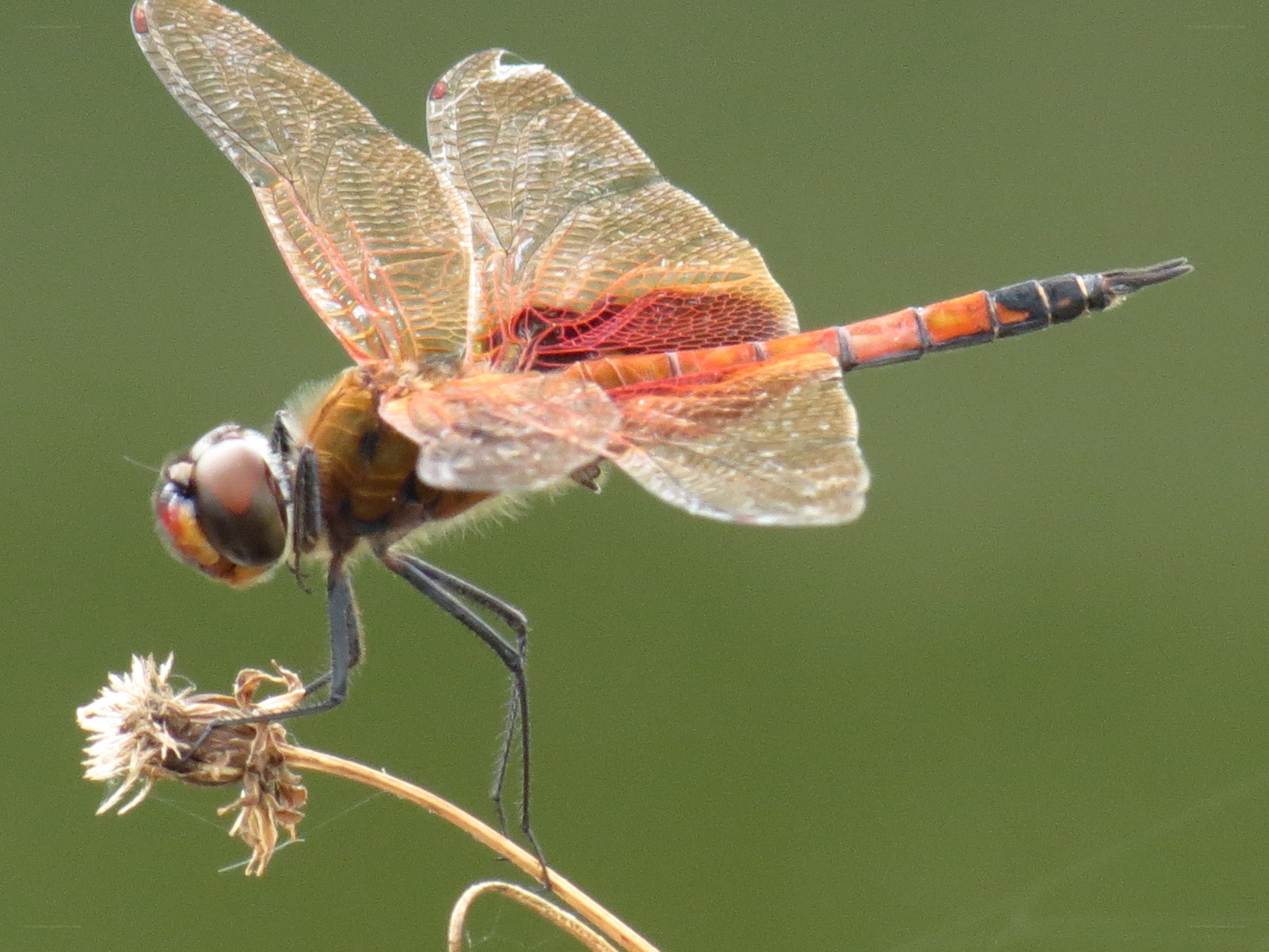 dragonfly on a dried flower