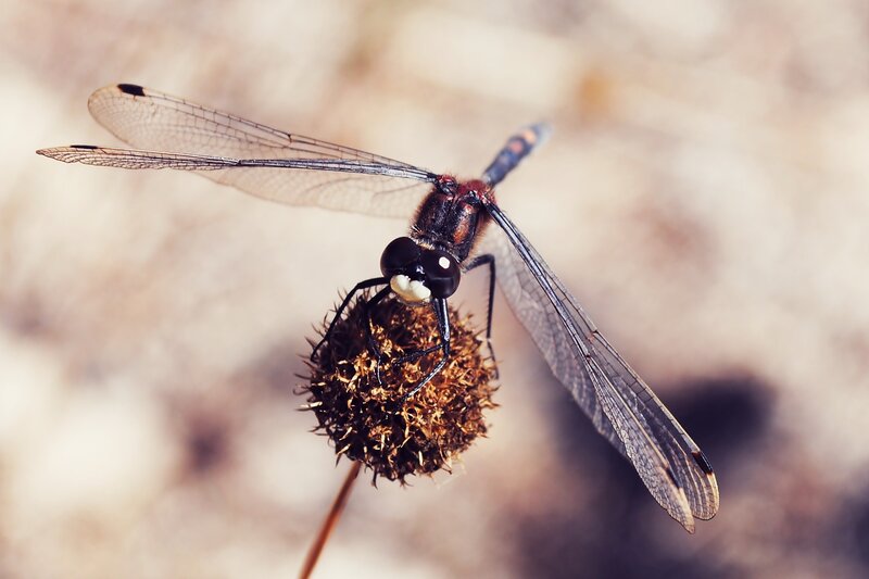 Dragonfly on a dried flower