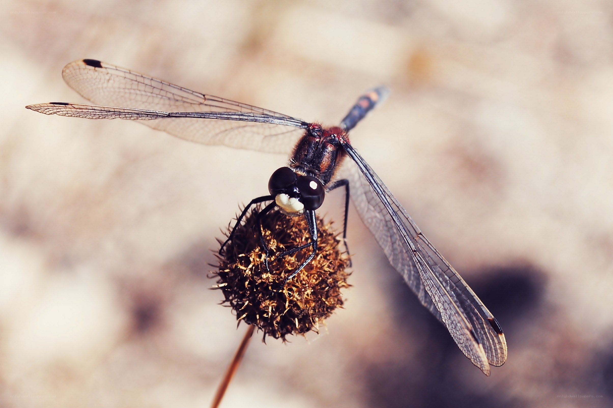 Dragonfly on a dried flower