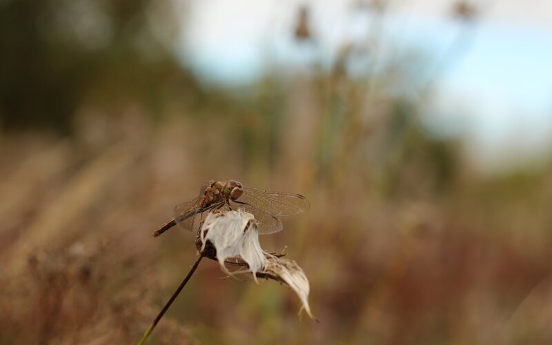 dragonfly on a dried flower