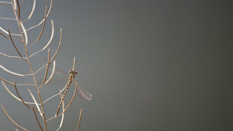 dragonfly on a dry plant