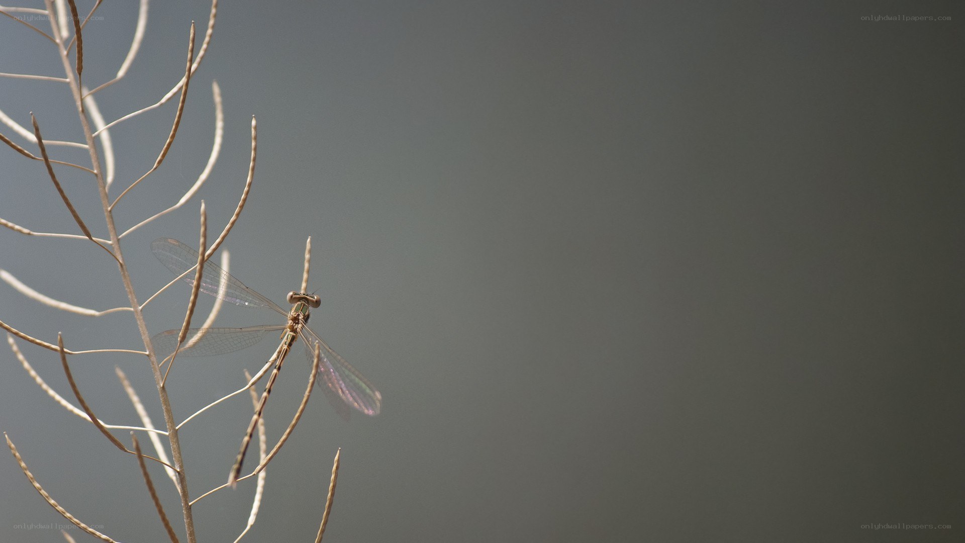 dragonfly on a dry plant