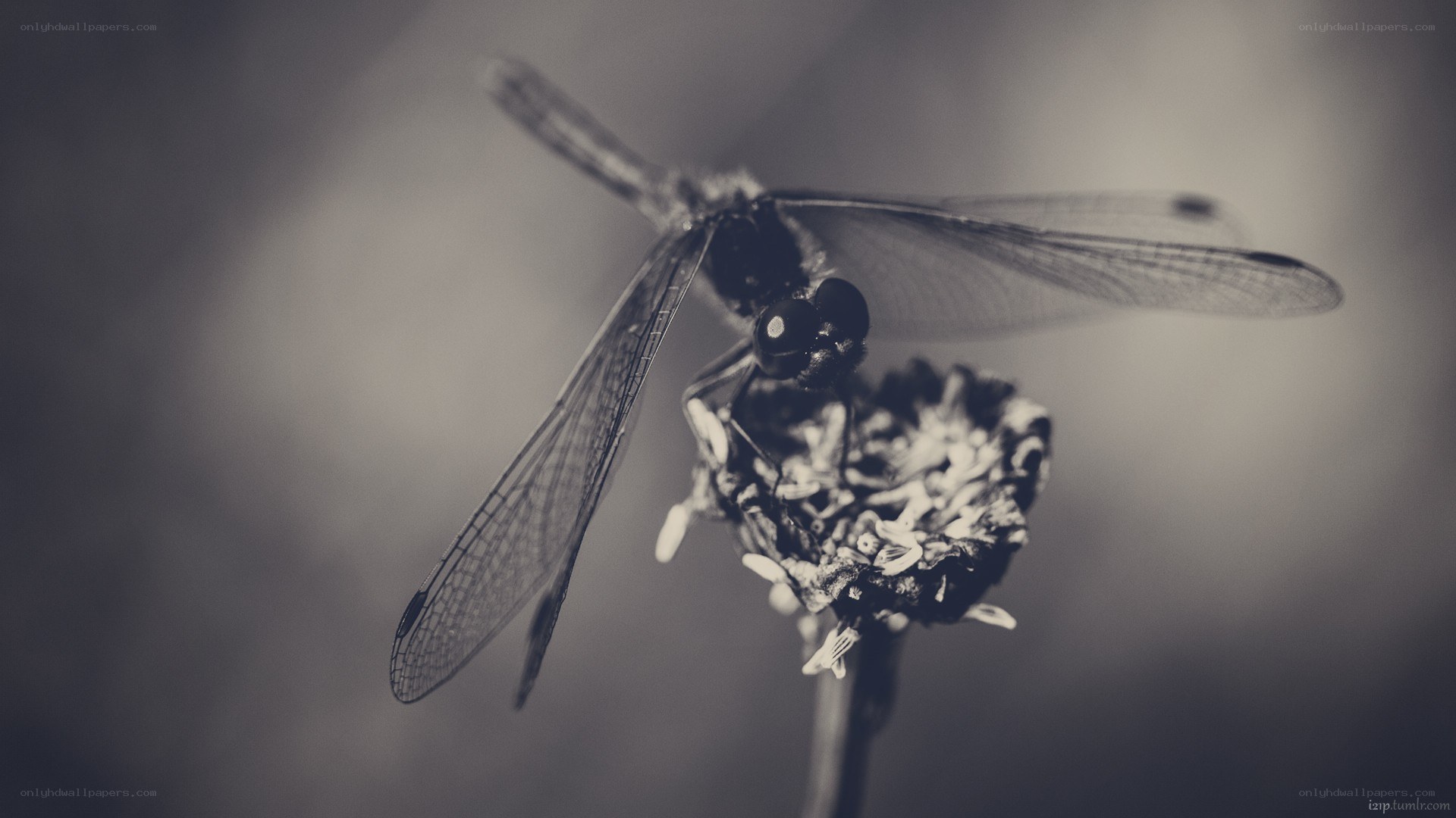 dragonfly on a flower