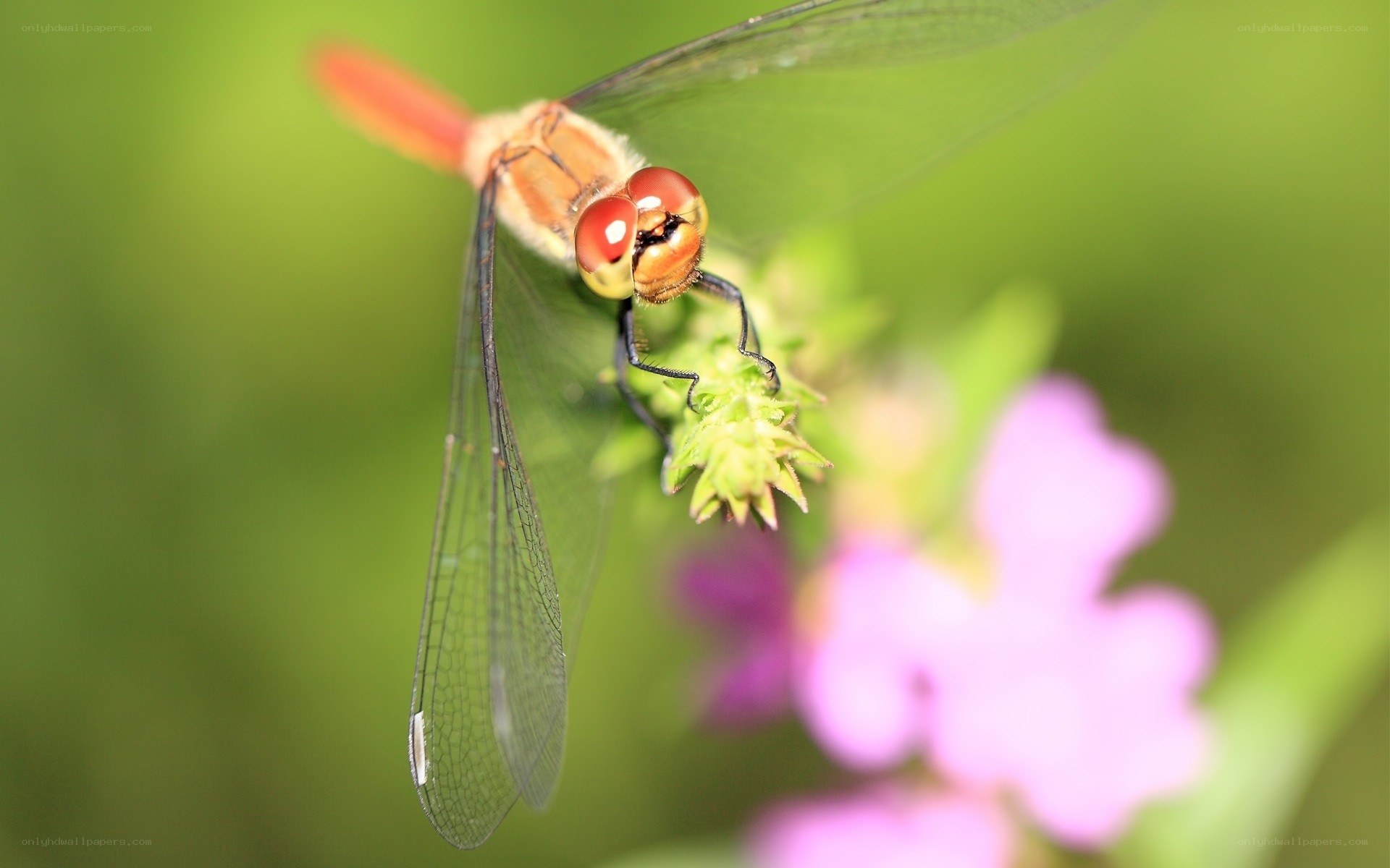 Dragonfly on a flower