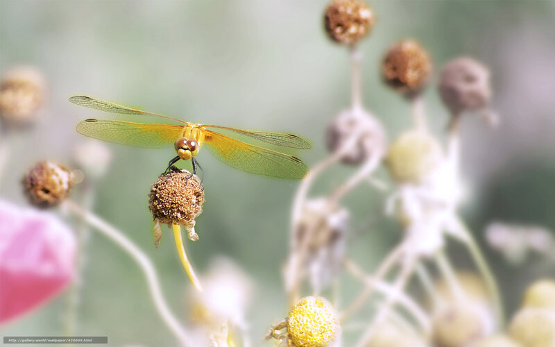 Dragonfly on a flower