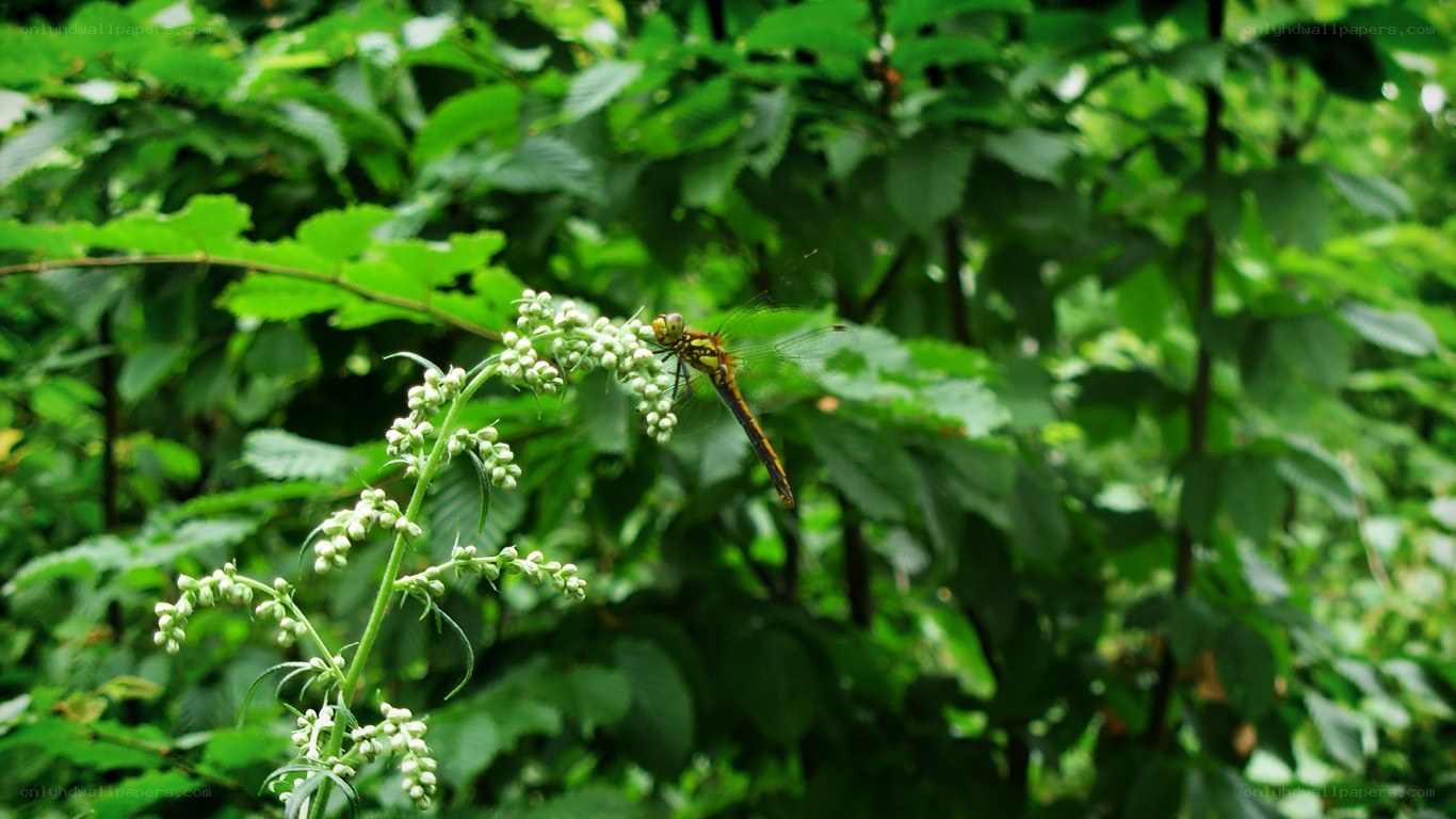 dragonfly on a flower