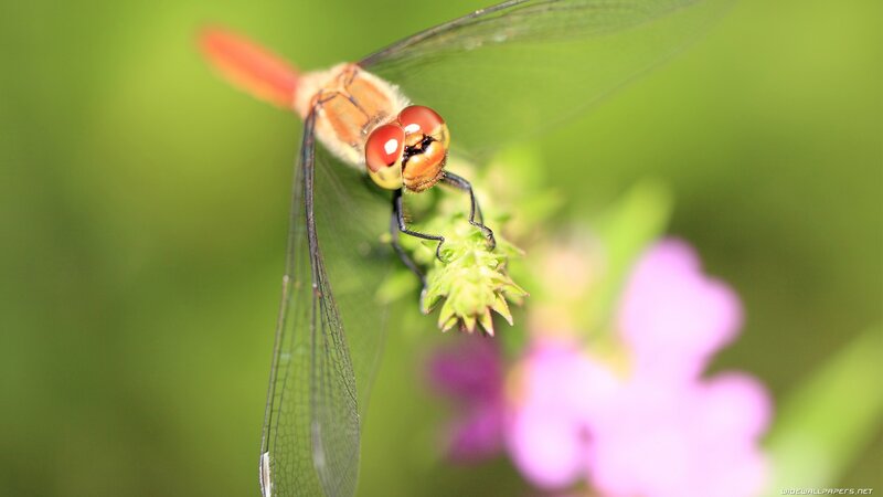 dragonfly on a flower