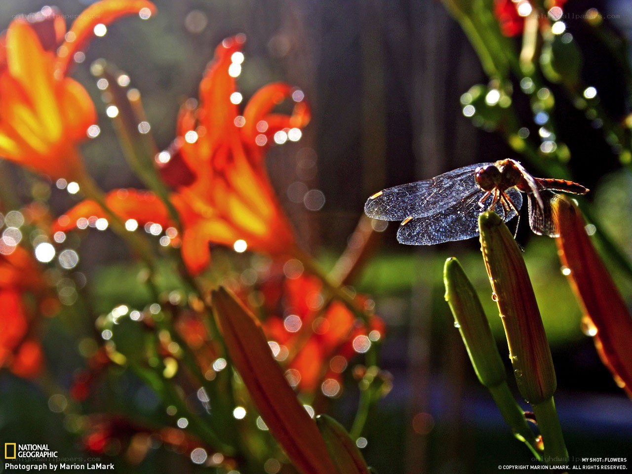 Dragonfly on a flower