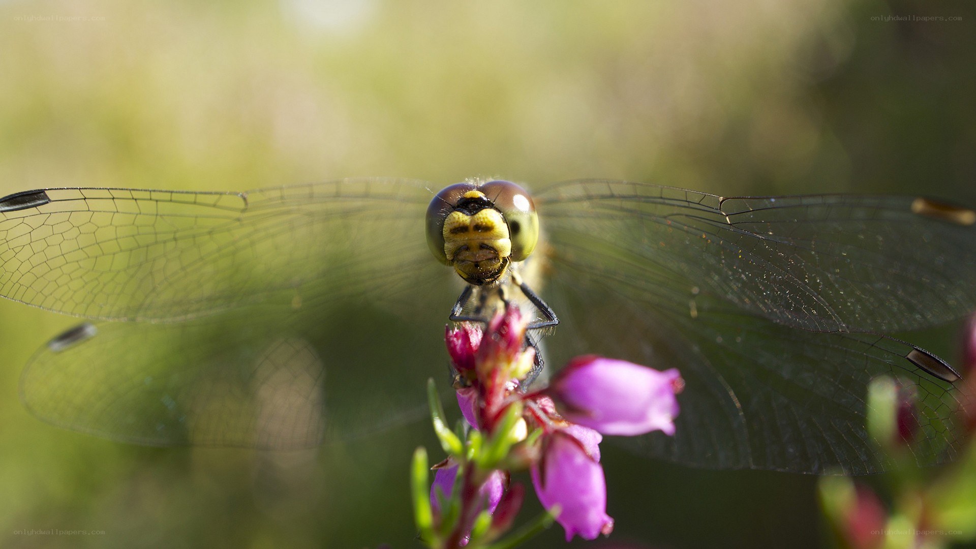 dragonfly on a flower