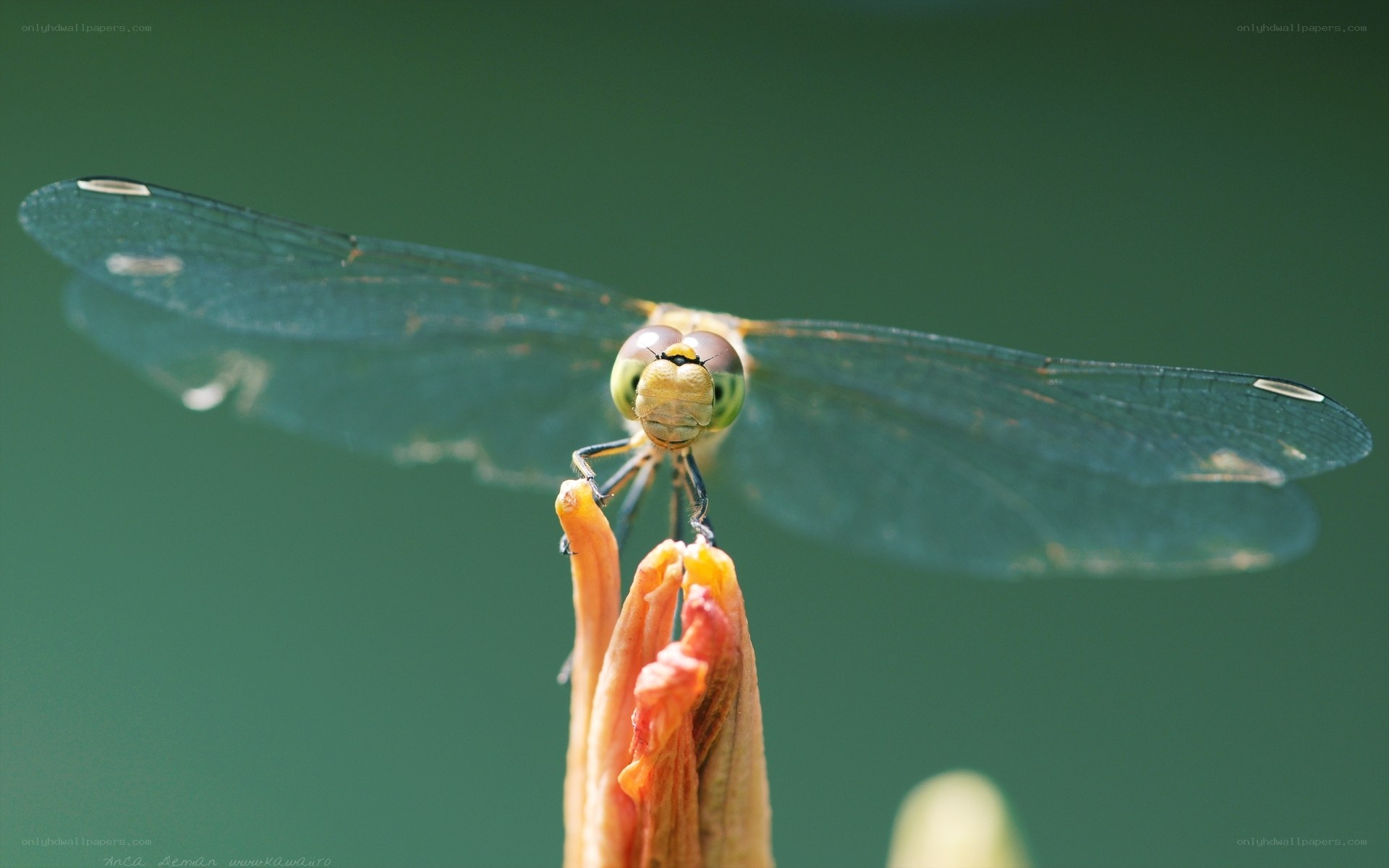 Dragonfly on a flower bud