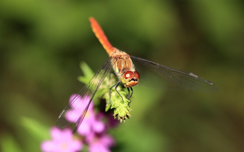 Dragonfly on a flower