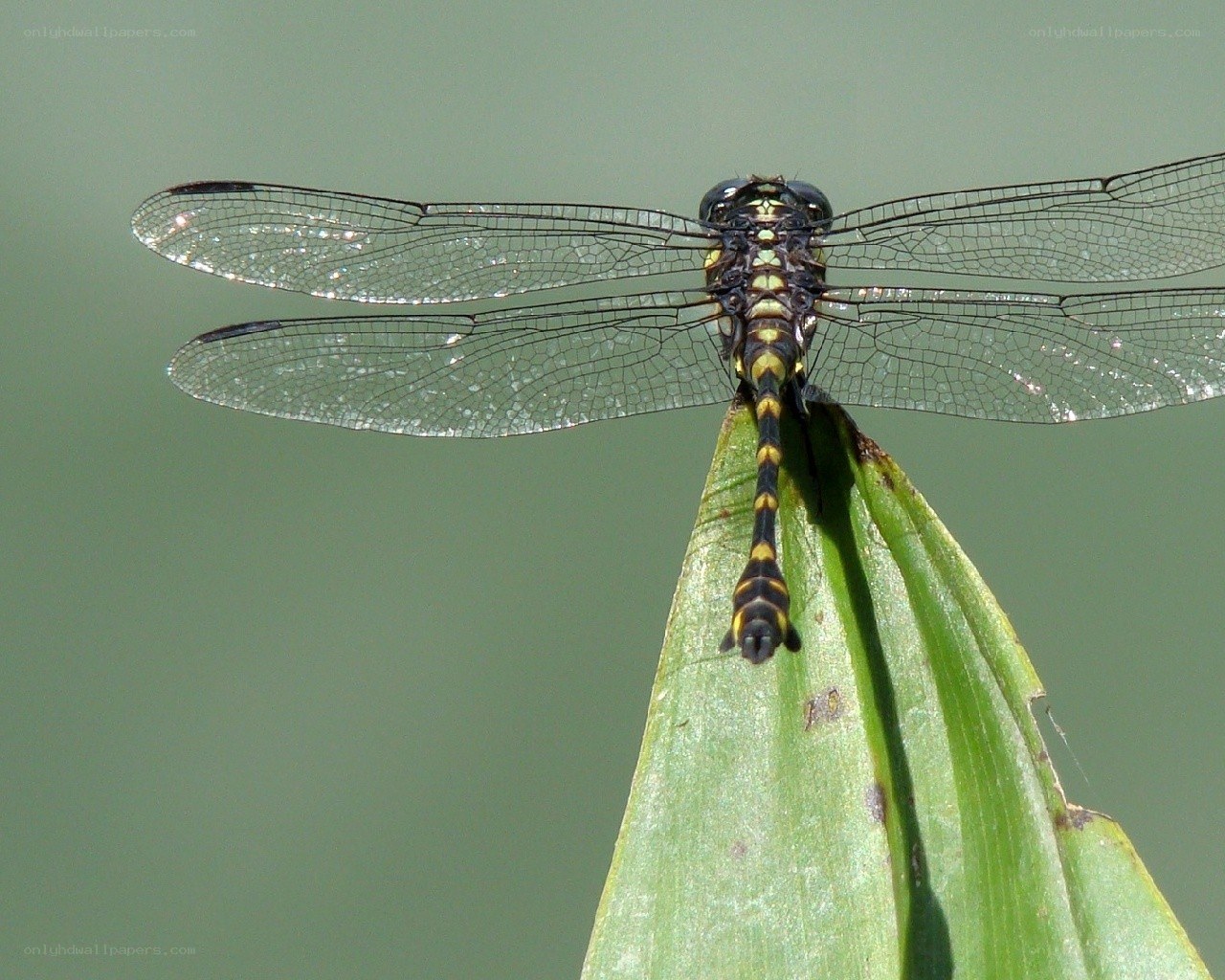 Dragonfly on a green leaf